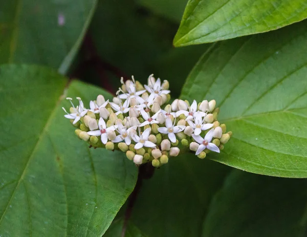 Flowering snowberry (Symphoricarpos)_2 — Stock Photo, Image