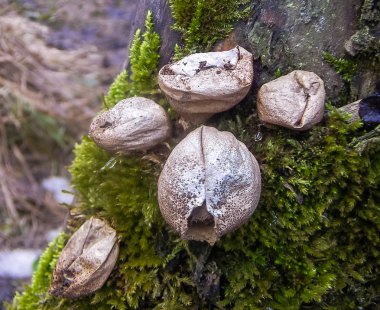 mantar-sugeçirmez (lycoperdaceae)