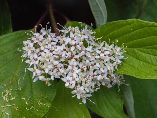 Blommande snowberry (symphoricarpos) 3 — Stockfoto