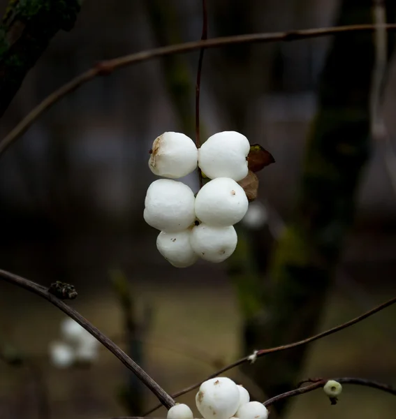 Snowberries (Pámelník) — Stock fotografie