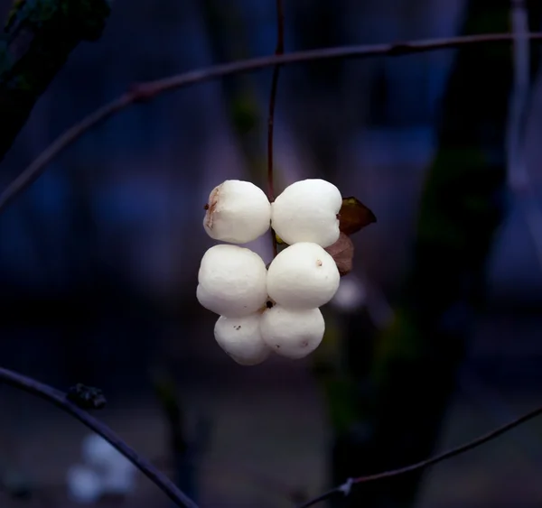 _2 snowberries (symphoricarpos) — Stock Fotó