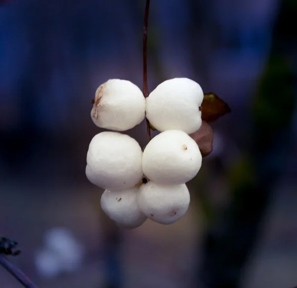 Snowberries (Symphoricarpos)_3 — Stock Photo, Image