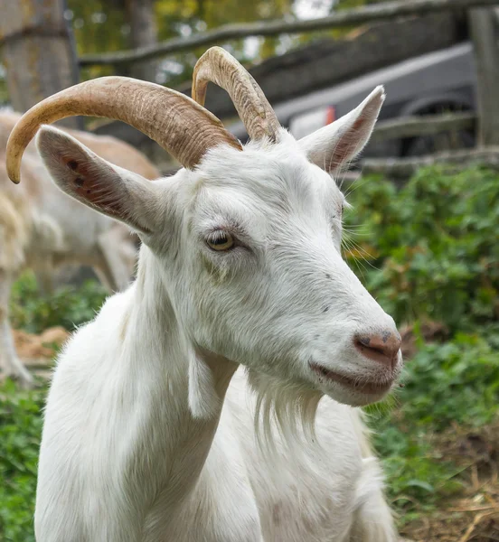 White goat_2 — Stock Photo, Image