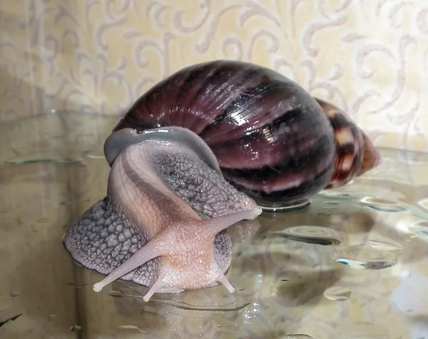 Caracol Achatina — Fotografia de Stock