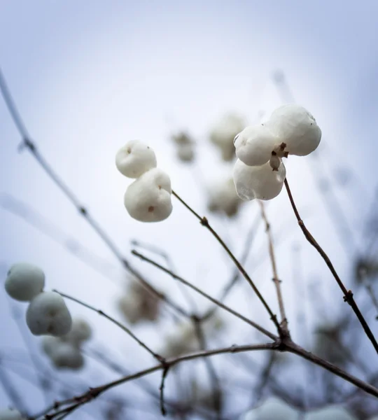 Bagas de neve (Symphoricarpos) _ 4 — Fotografia de Stock