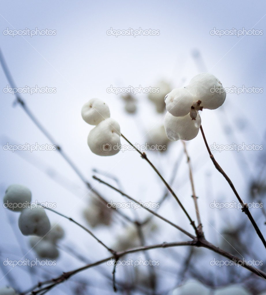 Snowberries (Symphoricarpos)_4