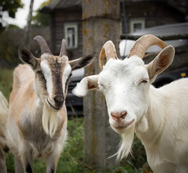 农村的山羊 — 图库照片