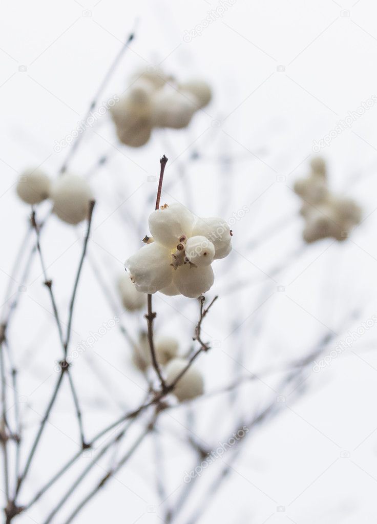 Snowberries (Symphoricarpos)_5
