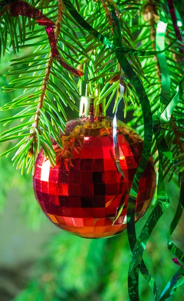 Red Christmas ball on fir branches_2 — Stock Photo, Image