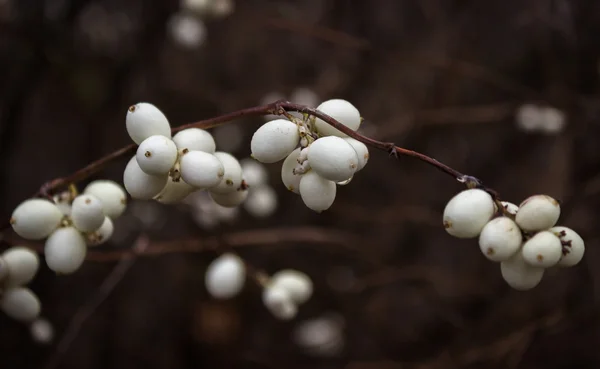 Snowberries (symphoricarpos) megfelelő rövidítésekként — Stock Fotó