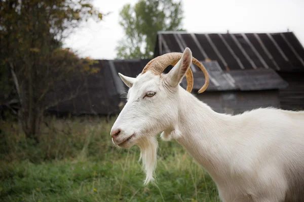 White goat — Stock Photo, Image