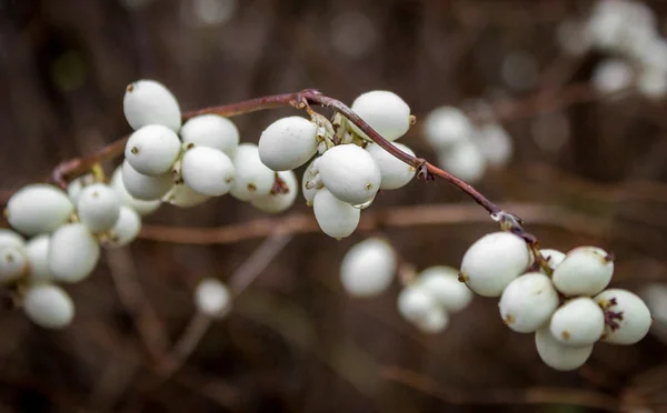 Schneebeeren (symphoricarpos)) — Stockfoto