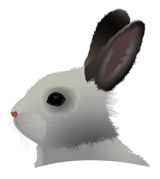 Tête de lapin — Image vectorielle