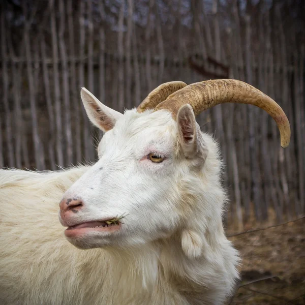 White goat — Stock Photo, Image