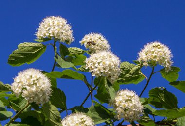 Puzyreplodnik kalinolistny, Physocarpus opulifolius