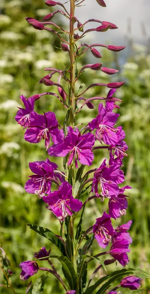 Willowweed — Stock Photo, Image