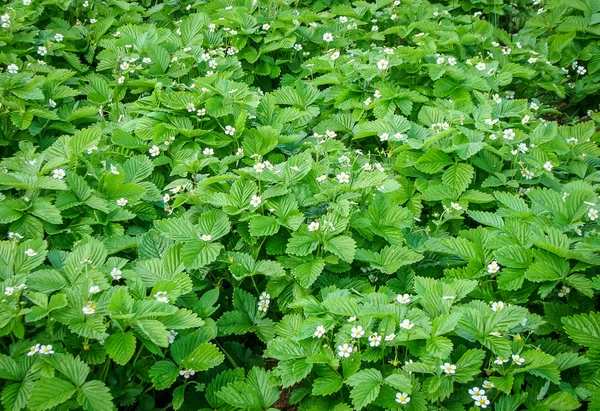 Blommande jordgubbar — Stockfoto