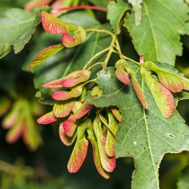 Gümüş akçaağaç, acer saccarinum