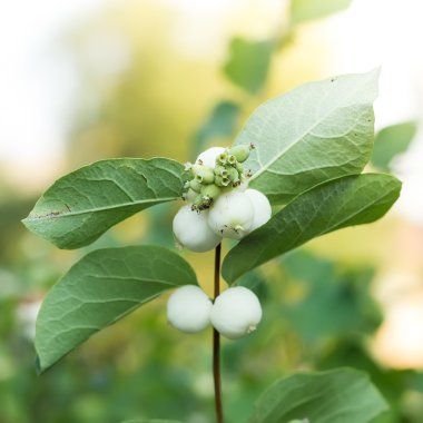 Snowberries, Symphoricarpos