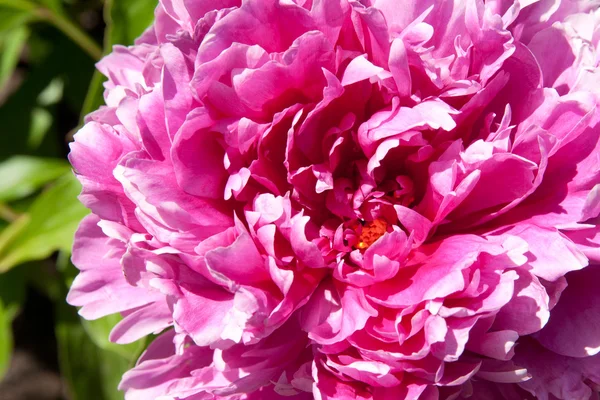 Peony — Stock Photo, Image