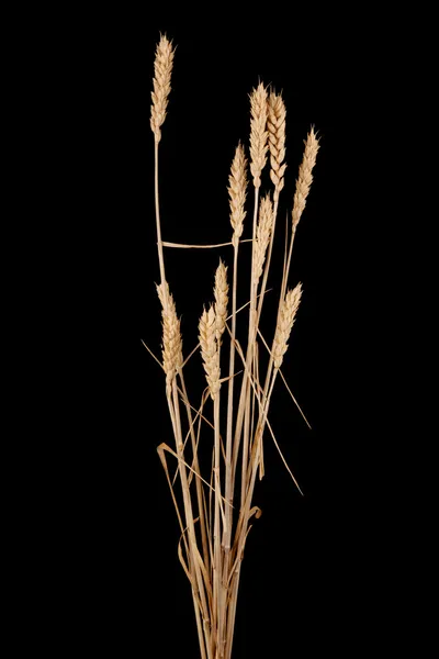 Wheat — Stock Photo, Image