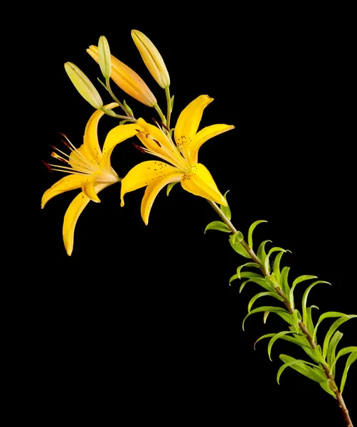 Lily — Stockfoto