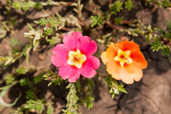 Flowers purslane — Stock Photo, Image