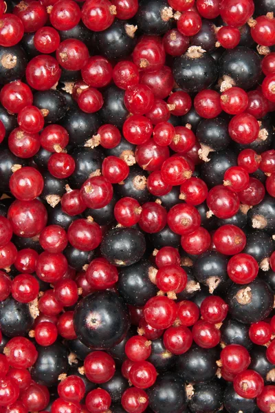 Redcurrant and blackcurrant — Stock Photo, Image