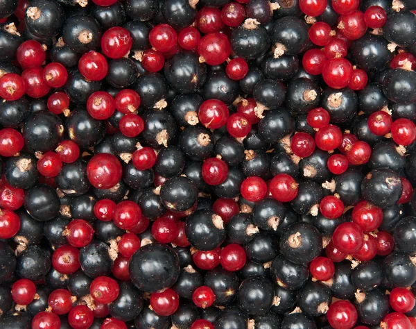 Redcurrant and blackcurrant — Stock Photo, Image