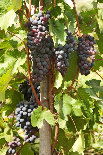 Grapes — Stock Photo, Image