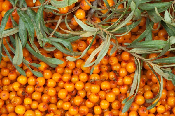 Sea-buckthorn — Stock fotografie