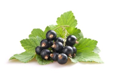Blackcurrant
