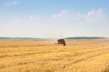 Tahıl hasatçısı tarlada birleşiyor.