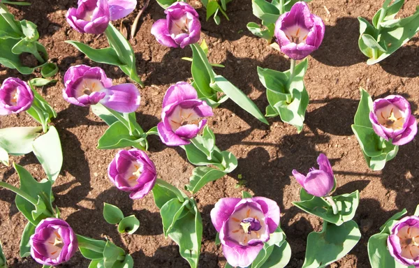 Tulips — Stock Photo, Image