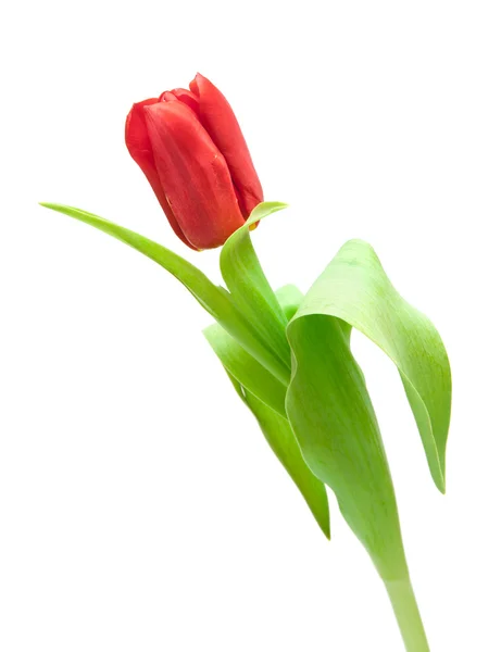 Rød tulipan - Stock-foto