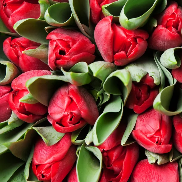 Tulips — Stock Photo, Image