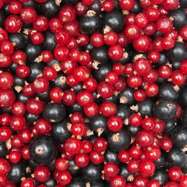 Redcurrant and blackcurrant — Stock Photo, Image