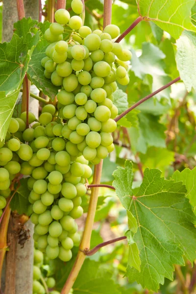 Grapevine — Stock Photo, Image