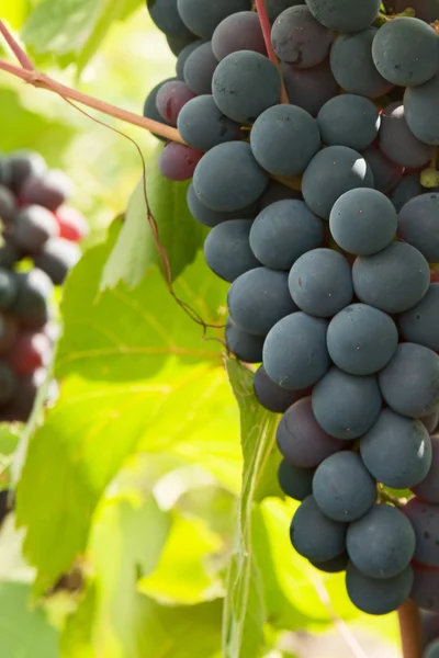 Uvas — Fotografia de Stock