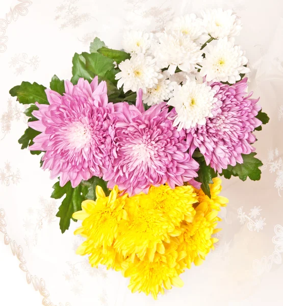 Chrysantheme — Stockfoto