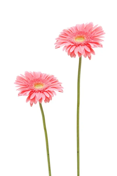 Twee daisy — Stockfoto