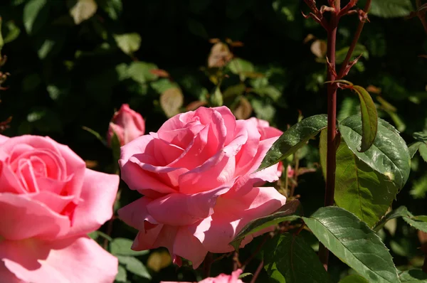 Roses — Stock Photo, Image