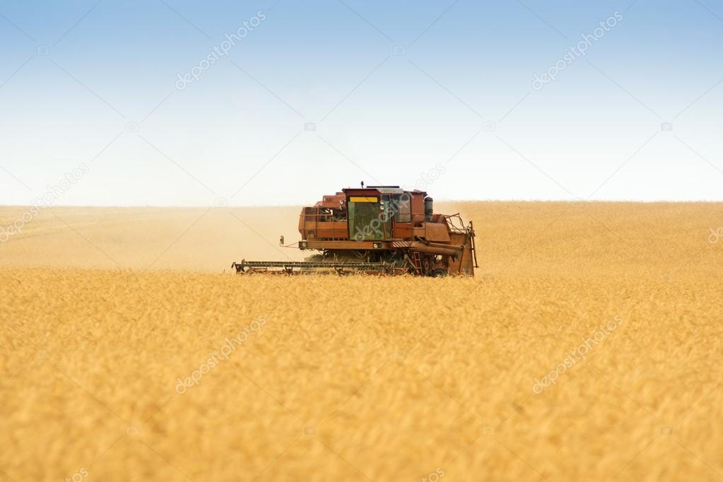 grain harvester combine in field