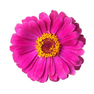 beyaz izole zinnia