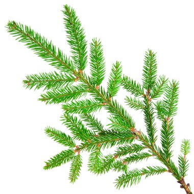 Alabalık biftek ızgara tava