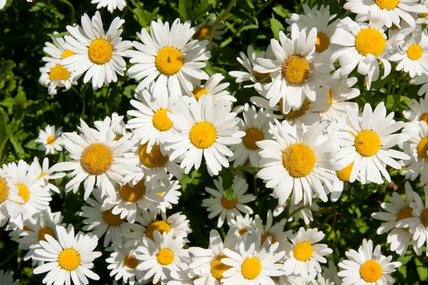 Camomile — Stock Photo, Image