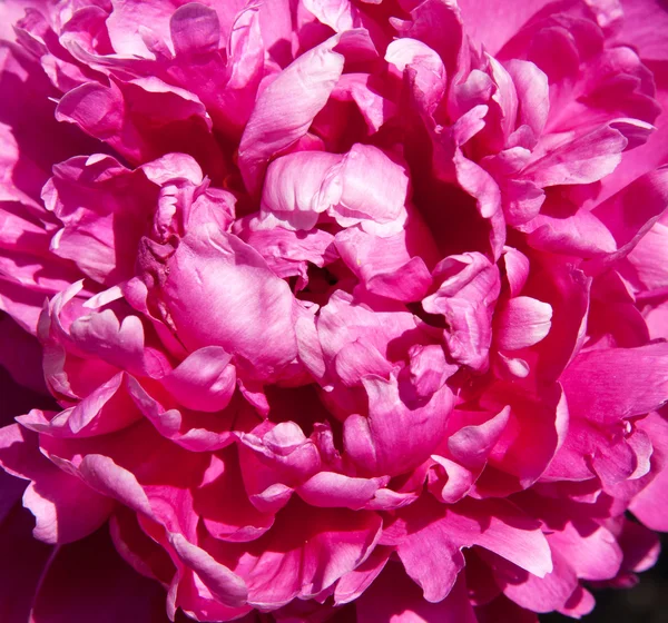 Peony — Stock Photo, Image