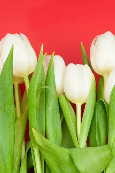 Tulipas brancas — Fotografia de Stock