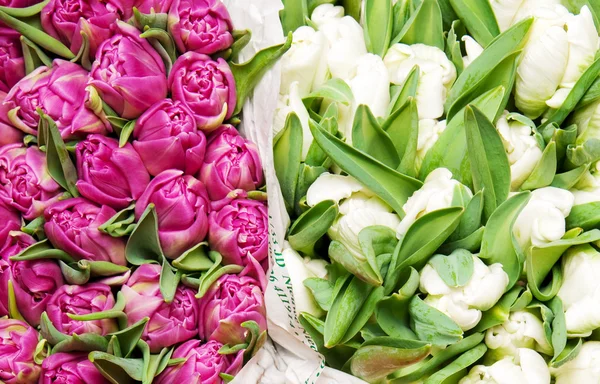 Tulips — Stock Photo, Image