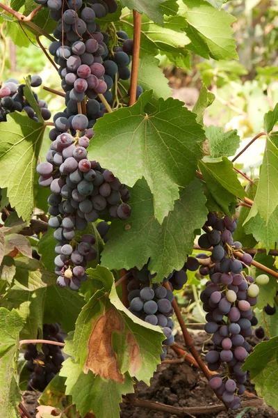 Grapes — Stock Photo, Image